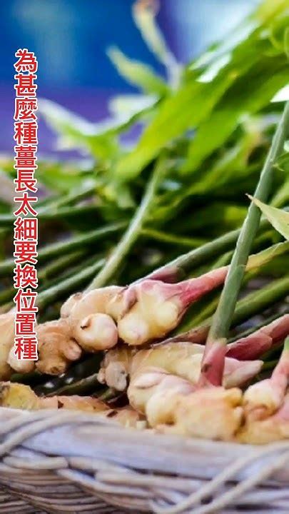 種姜|【薑要怎麼種】在家也能種薑！薑要怎麼種？育苗、種。